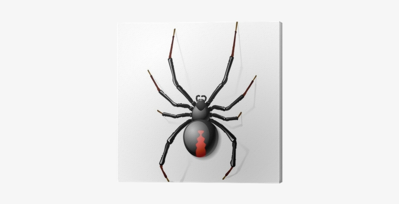 Black Widow Spider Vector, transparent png download