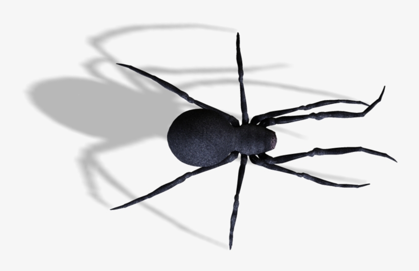 Spiders - Spider, transparent png download