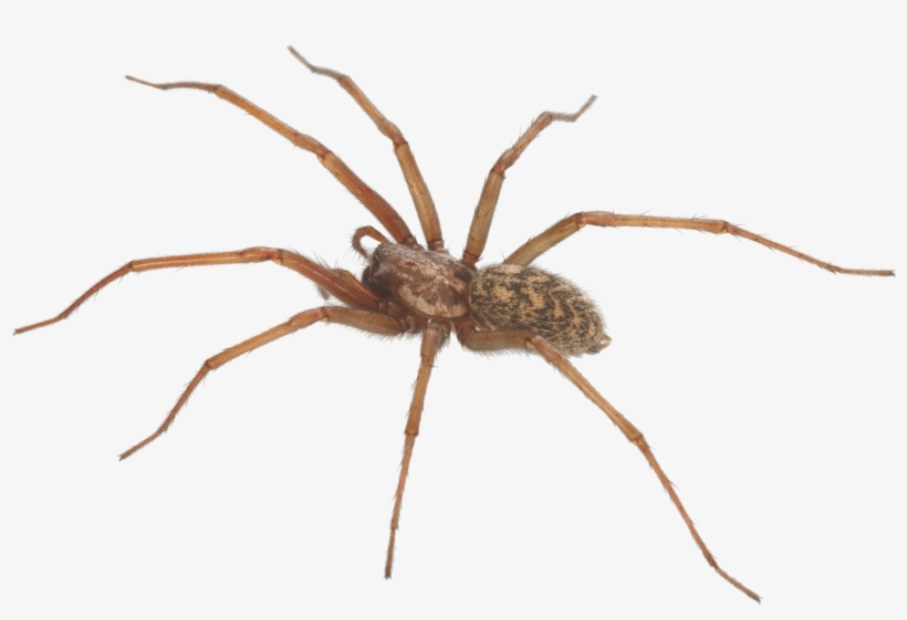 The Category Of Dangerous Spiders Is Predominantly - Brown Recluse Spider, transparent png download