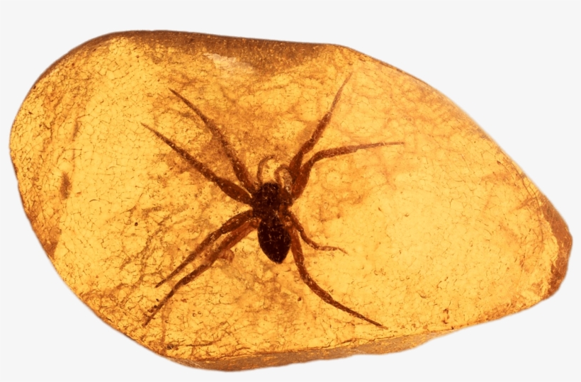 Download - Dominican Republic, transparent png download