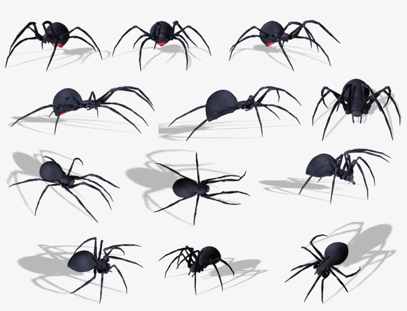 Spider Png Image - Zehirli Siyah Örümcek, transparent png download