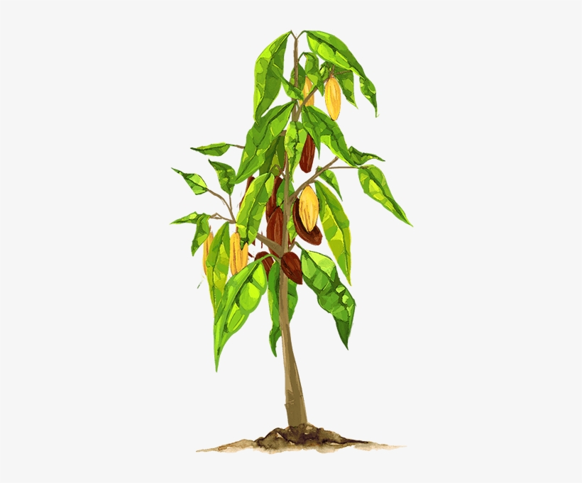 Scroll - Fruit Tree, transparent png download