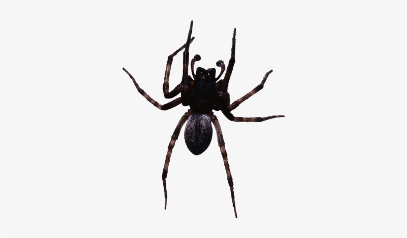 Large Black Spider - Spiders In Astoria Oregon, transparent png download
