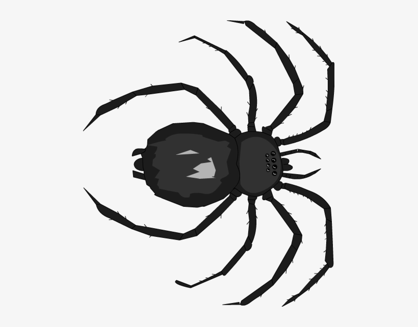 Below Is A Rendering Of The Page Up To The First Error - Araneus Cavaticus, transparent png download