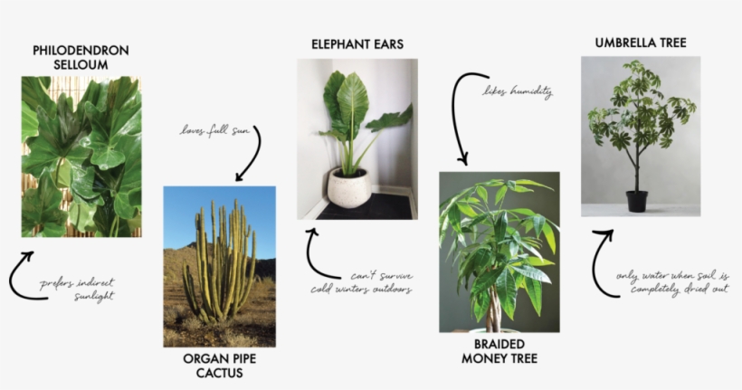 Design School Trees - Potted Umbrella Tree, transparent png download