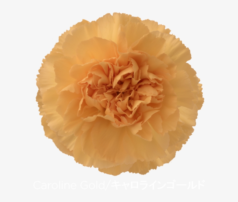 Colibri Flowers Carnation Caroline Gold, Grower Of - Carnation, transparent png download