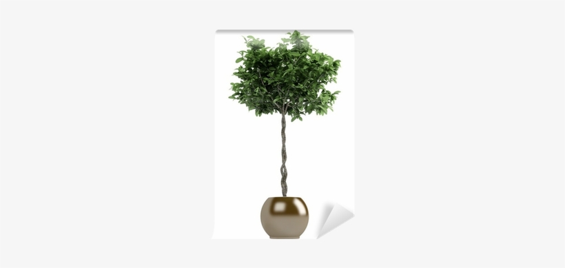 Guiana Chestnut, transparent png download