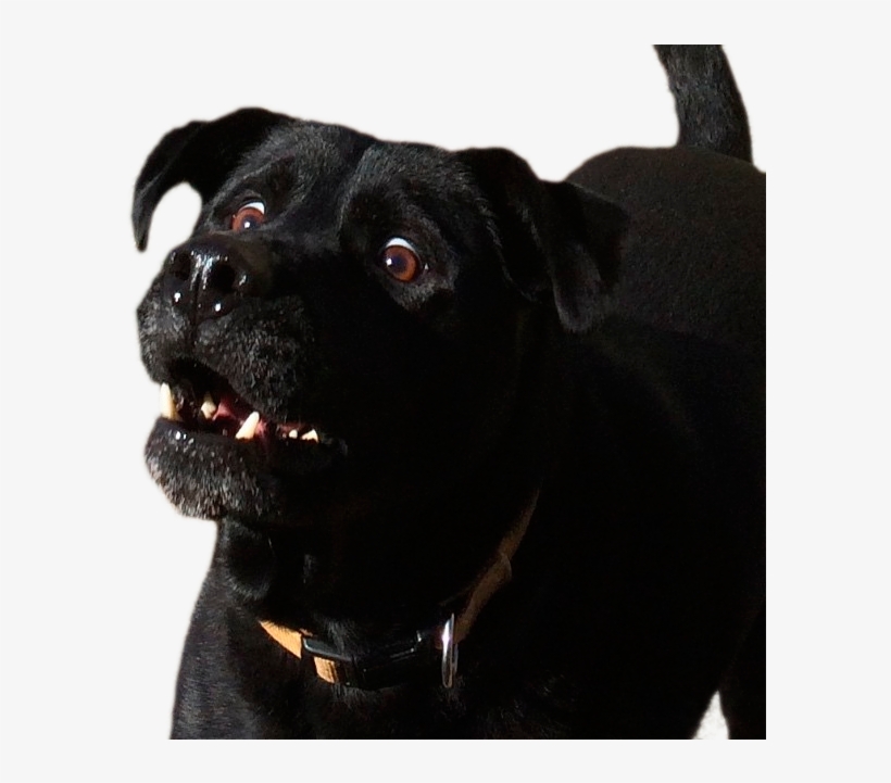 Surprised Dog - Dog, transparent png download