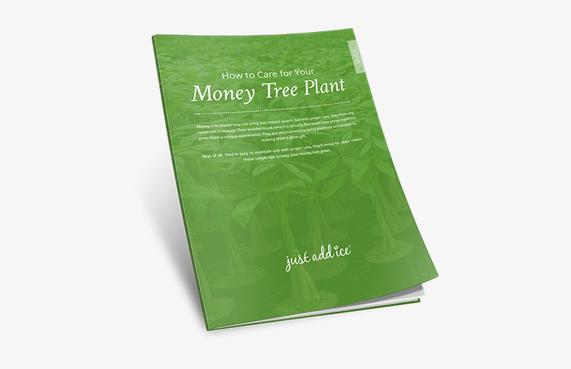 Money Tree Care Guide Money Tree Plant Care, Tree Care, - Flyer, transparent png download