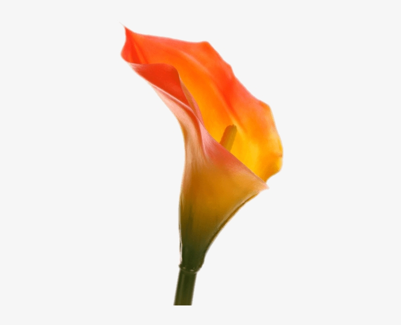 Nature - Arum-lily, transparent png download