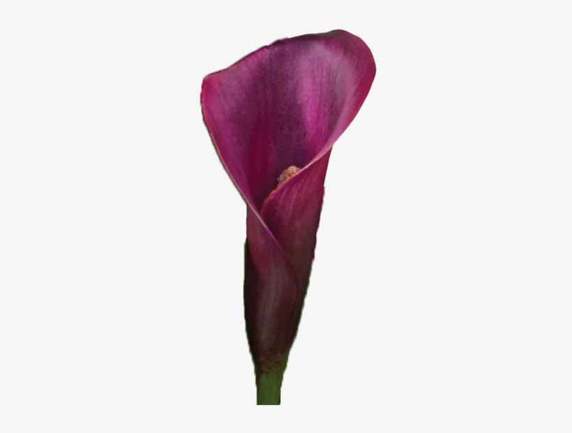 Colorful Calla Lilies Meaning Of Calla Lily Colors - Purple Calla Lily Png, transparent png download