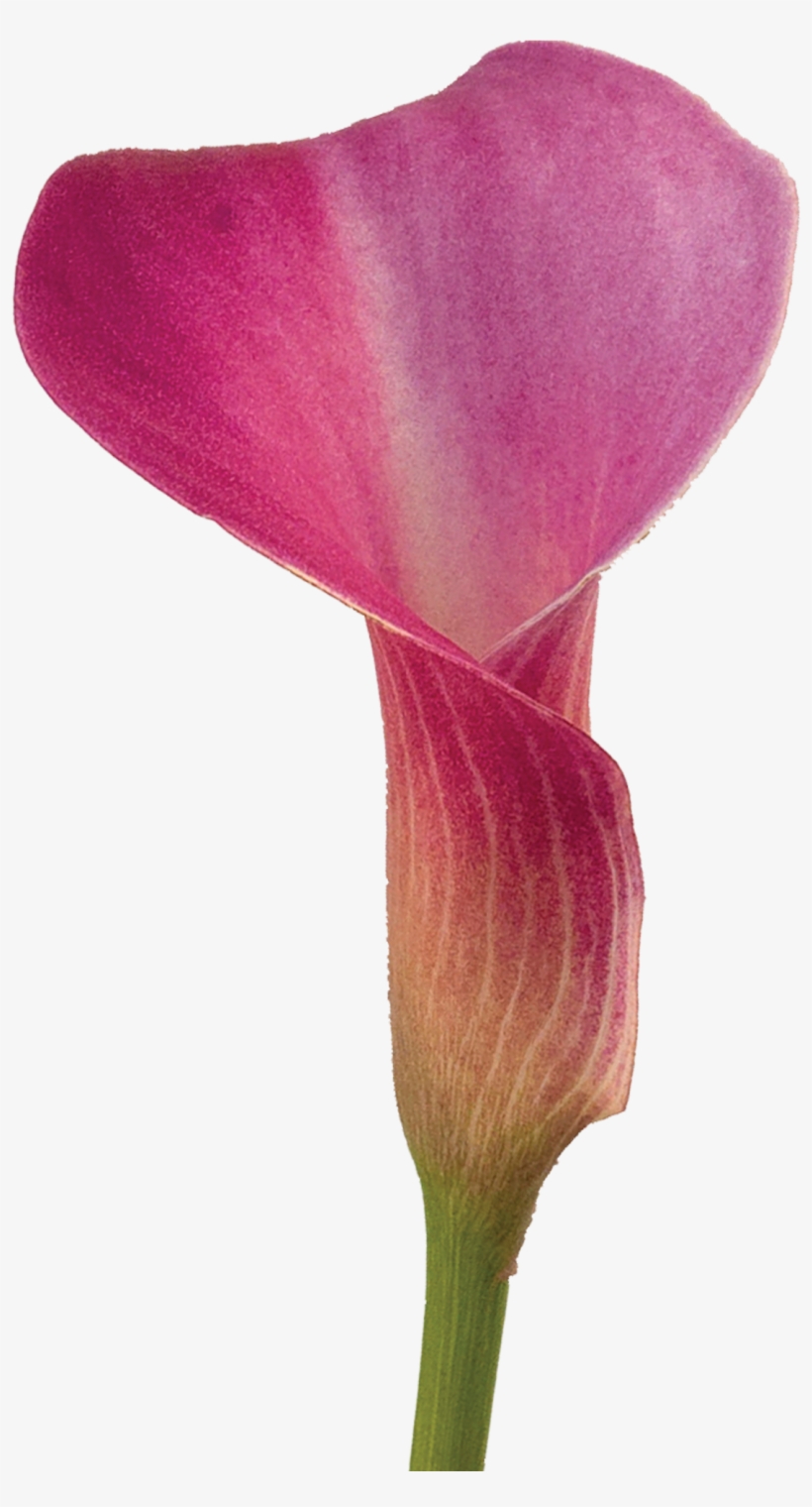 Pixel, transparent png download