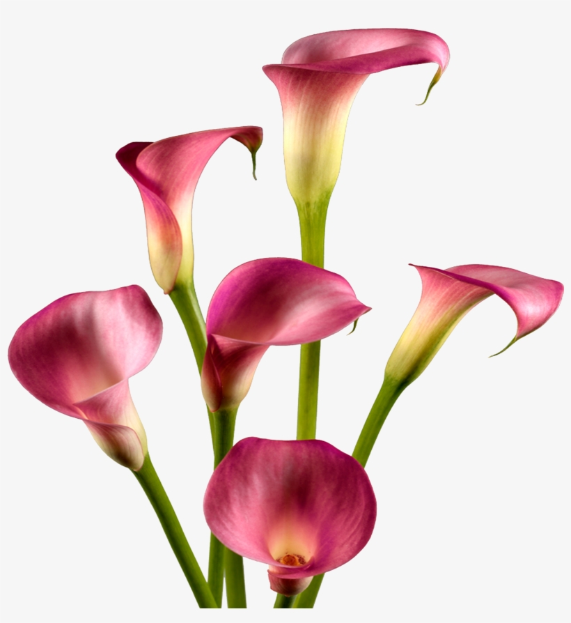 Calla Lily, transparent png download