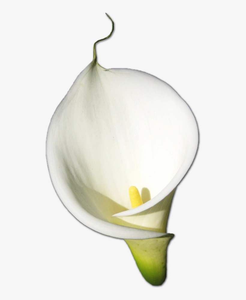 Calla Png Hd - Arum, transparent png download