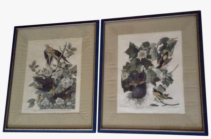 John Audubon Baltimore Oriole, Icterus Galbula And - Baltimore Oriole Poster Print By John James Audubon, transparent png download