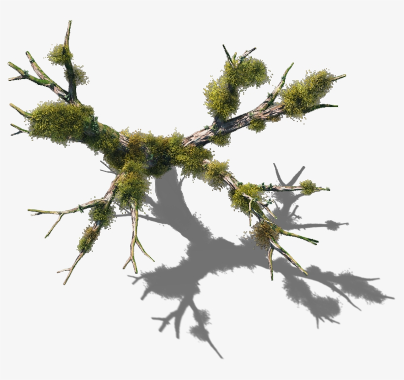 06 Feb 2009 - Tree With Shadow Top View Png, transparent png download