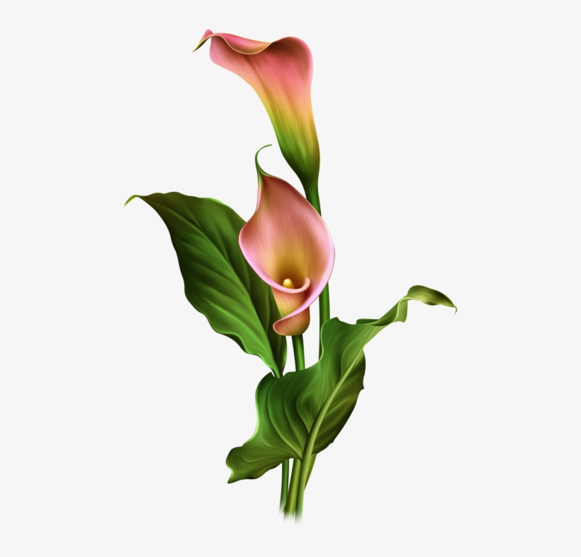 Calla Lilies - Arum Lily, transparent png download