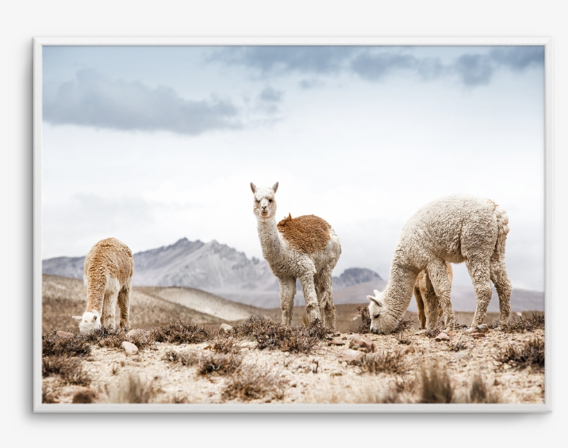 Mountain Llamas Ls, transparent png download