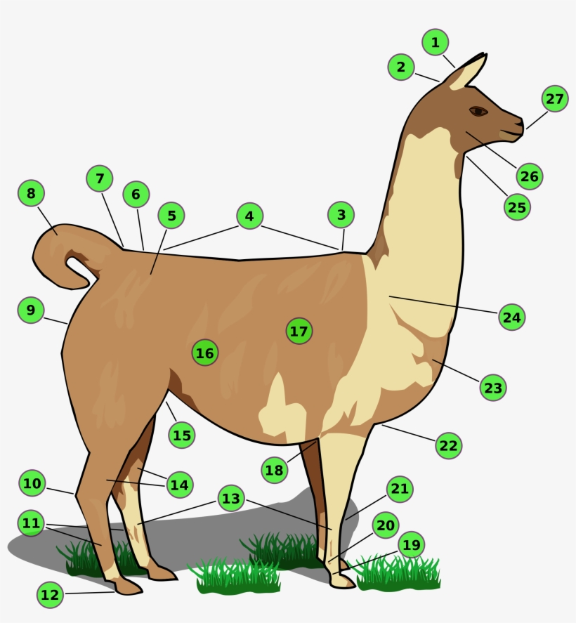 Names Of Llama Body Parts - Partes De La Llama Animal, transparent png download