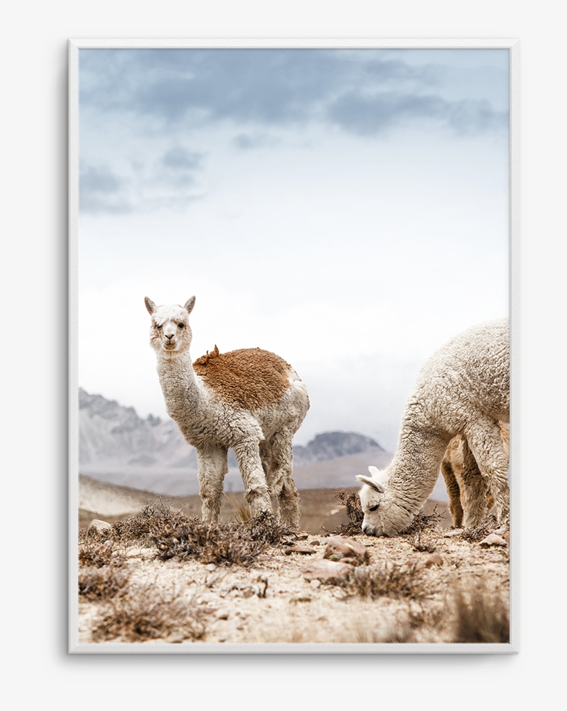 Mountain Llamas Pt - South America, transparent png download