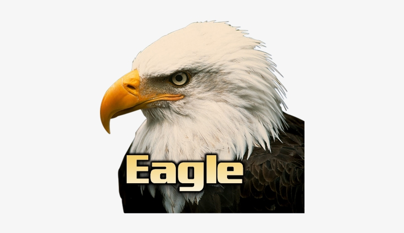 A Few Weeks Away From Bald Eagles At Mill Mountain - Bald Eagle, transparent png download