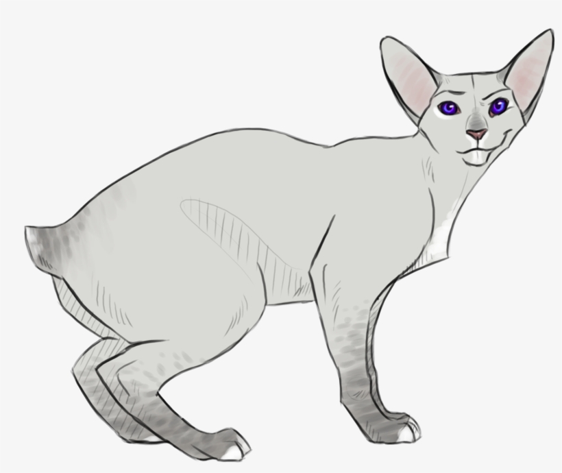 Feral Dobby - Cat, transparent png download