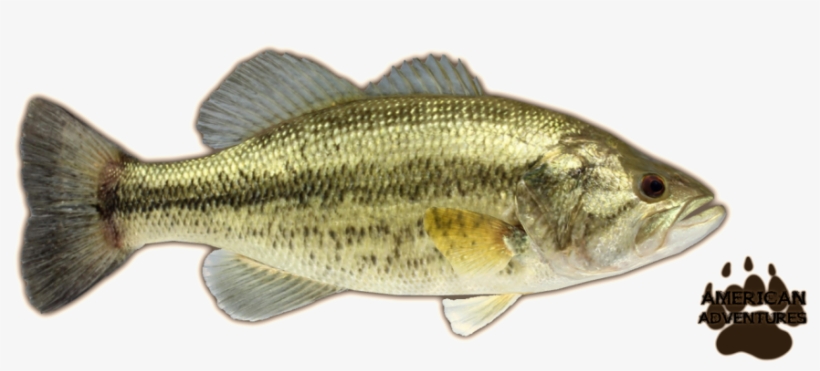 Large-mouth Bass - Largemouth Bass Png, transparent png download