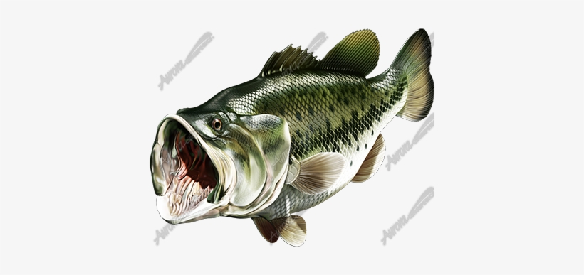 Largemouth Bass Transparent, transparent png download