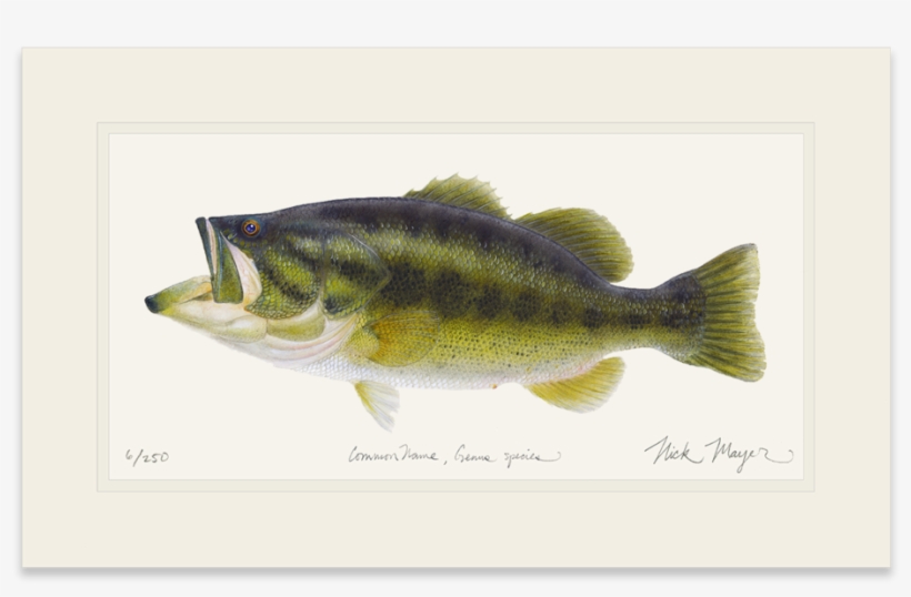 Largemouth Bass, transparent png download