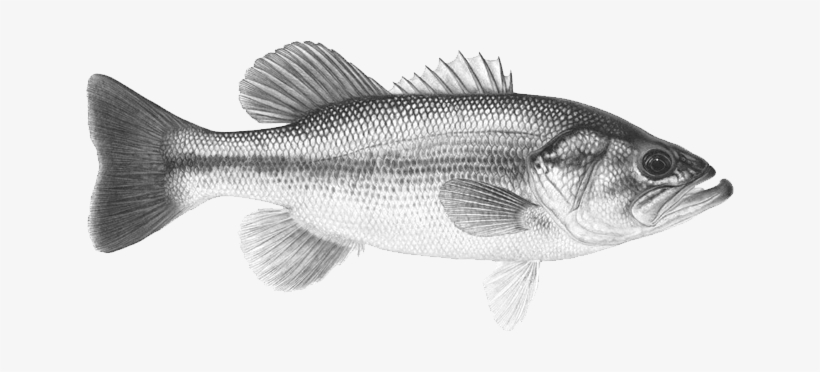 Where To Find It - Largemouth Bass, transparent png download