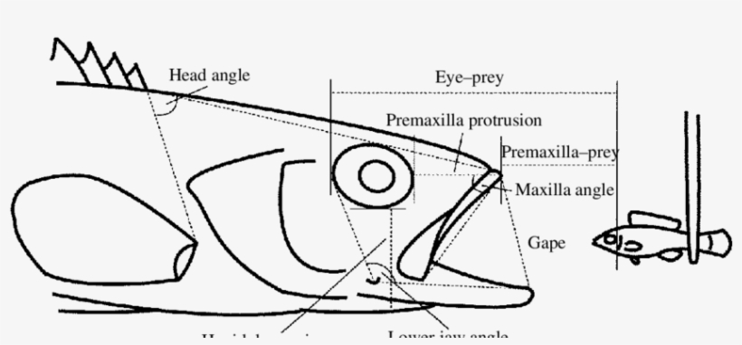 Lateral Schematic View Of A Largemouth Bass At The - Diagram, transparent png download