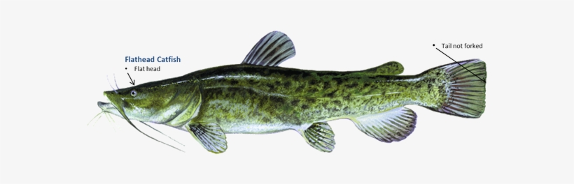 Picture - Catfish And Bass Breed, transparent png download