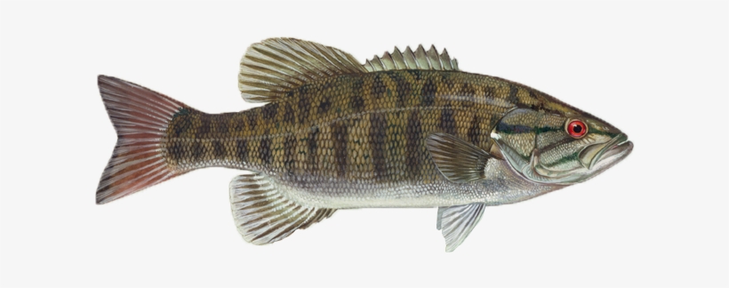 Smallmouth Bass - Small Mouth Black Bass, transparent png download