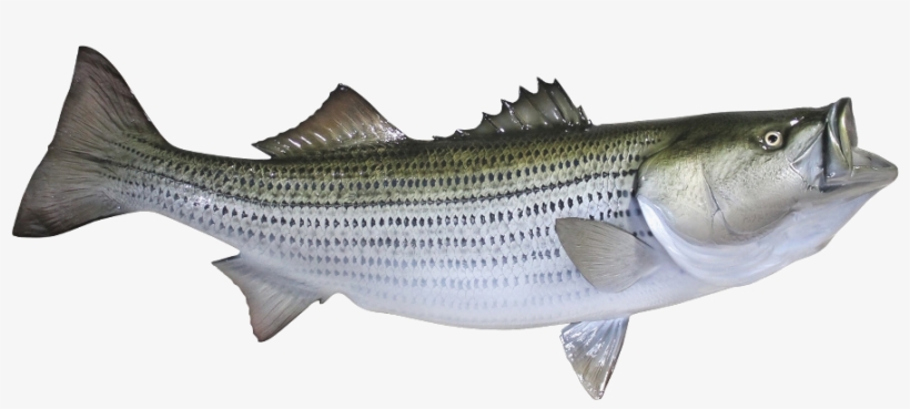 The Coast Of The Oceans - Striped Bass, transparent png download