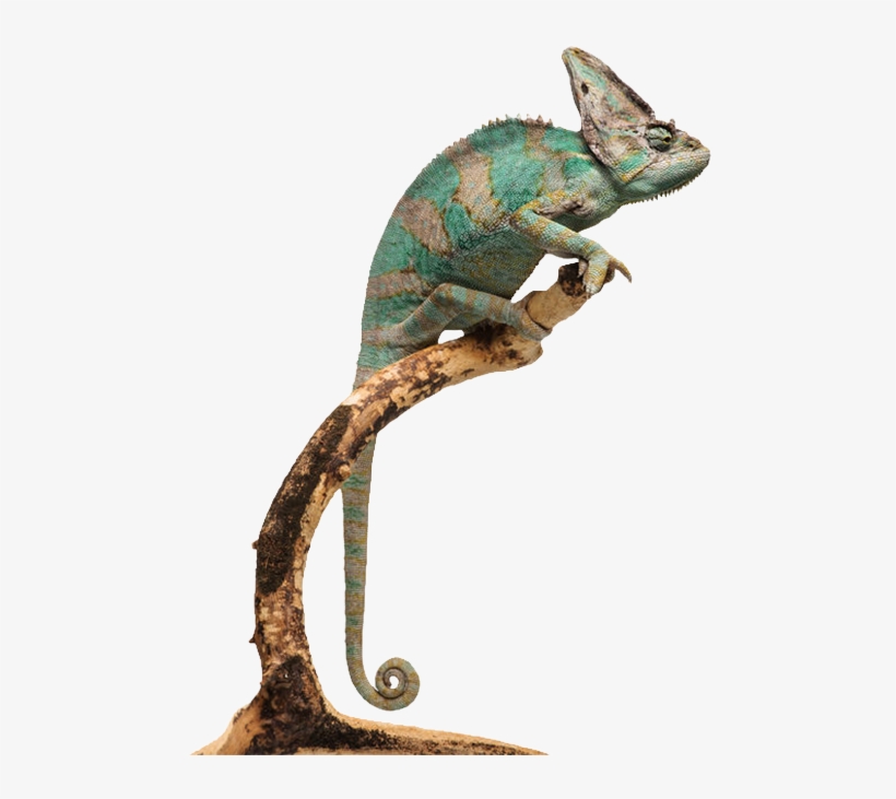 What's Hr Got To Do With Chameleons - Chameleons, transparent png download
