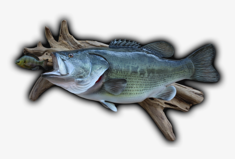 24 1/2\ - Largemouth Bass, transparent png download