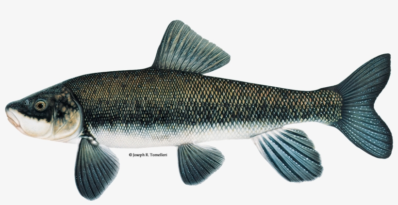 Chasmistes Brevirostris, transparent png download