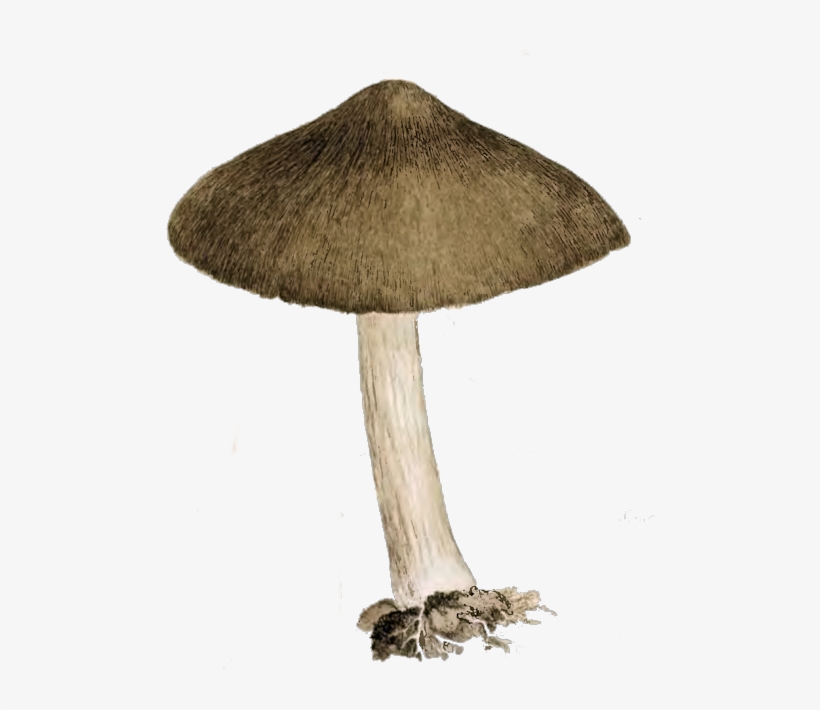 Brown And Cream Mushroom - Mushroom Vintage Png, transparent png download