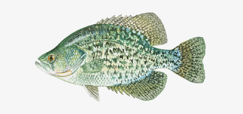 Choose From Four Of Ray Roberts Best Fish - Black Crappie, transparent png download