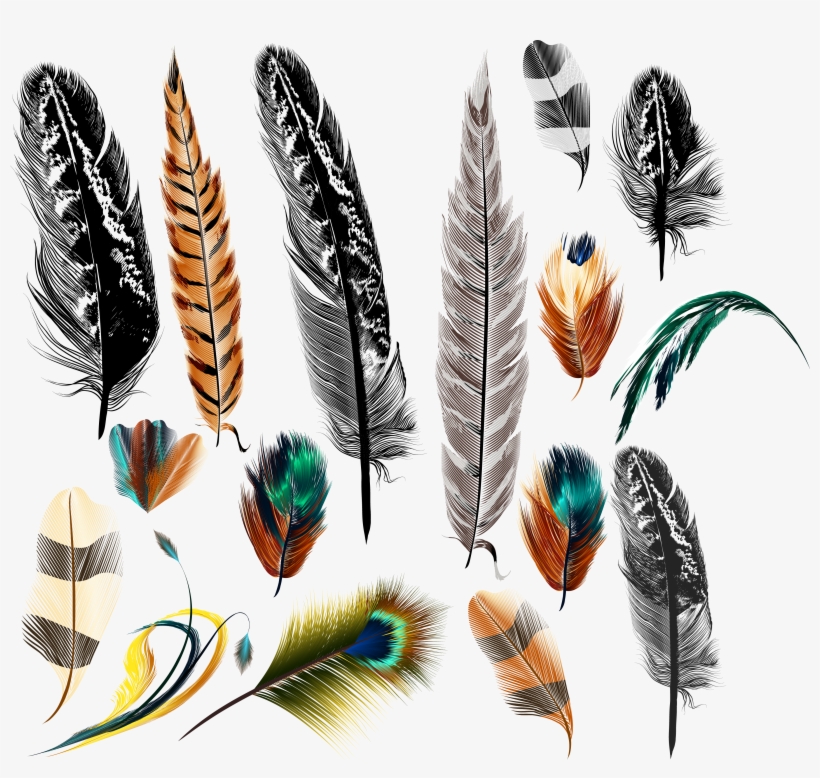 Bird Euclidean Vector Transprent - Big And Small Feather Decor Graphic Print Room Darkening, transparent png download