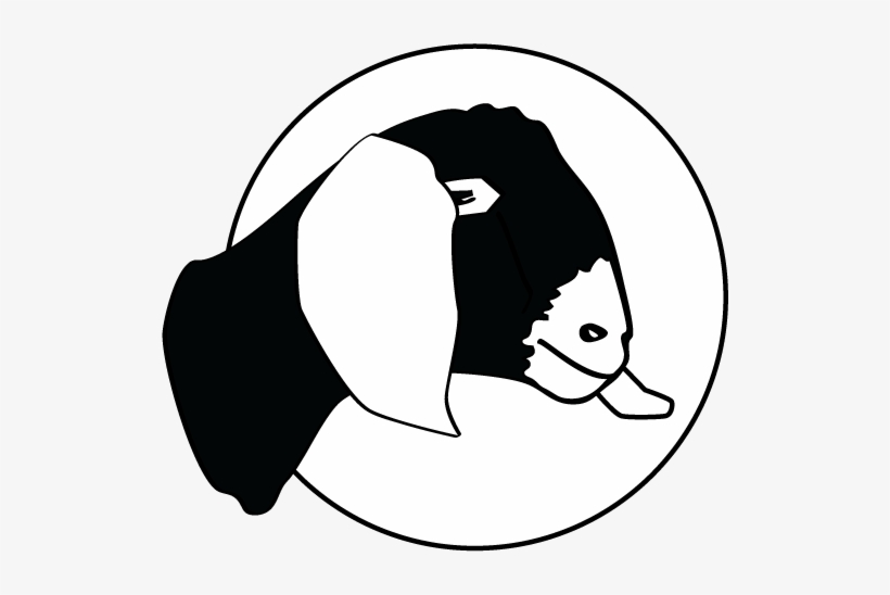 Black And White Boer Panda Free Images Boergoathead - Goat, transparent png download