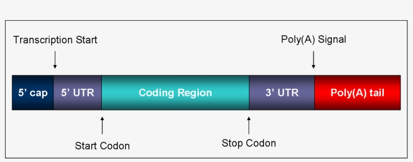 Mature Mrna - Regions Of Mrna, transparent png download