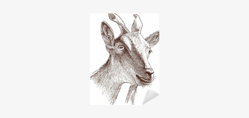 Mountain Goat, transparent png download