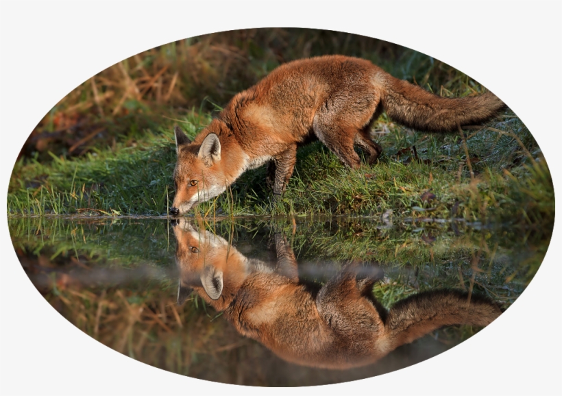 Red-fox - - Lisica U Sumi, transparent png download