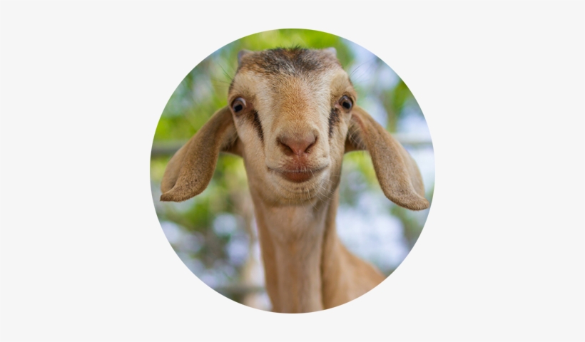 Productivity Goat - The Productivity Trap, transparent png download