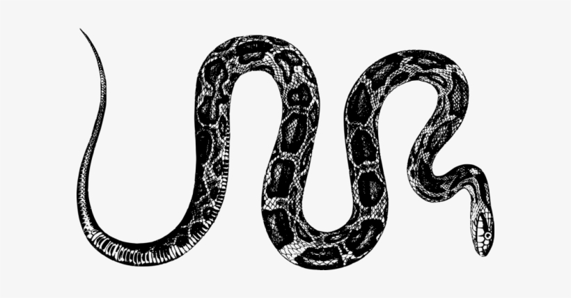 Serpent, transparent png download