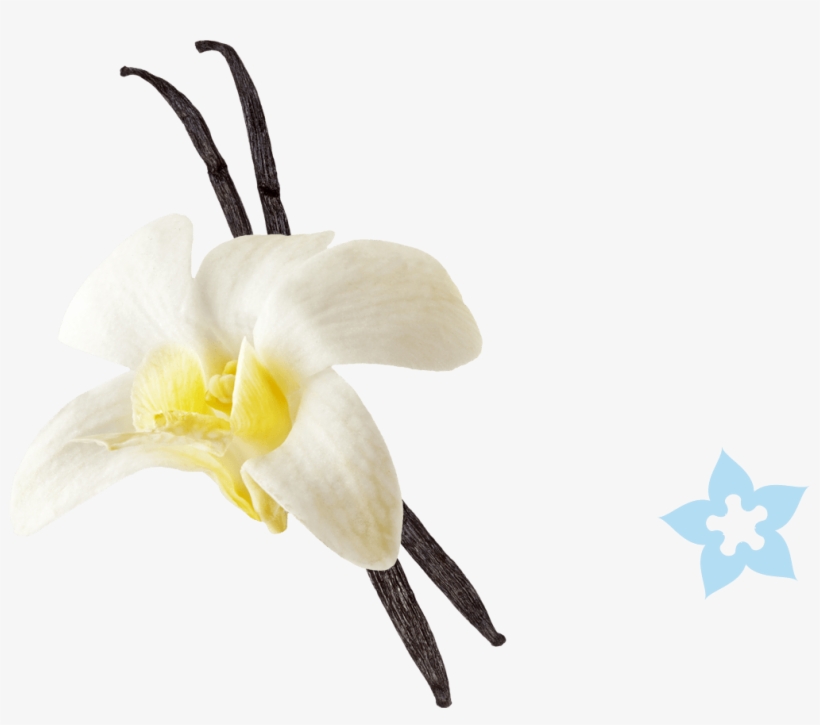 Vanilla Png, transparent png download