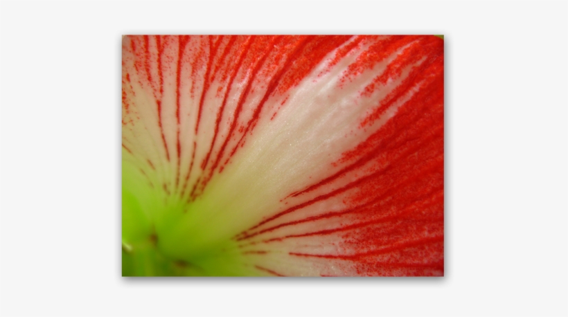 Red Lines - Petunia, transparent png download
