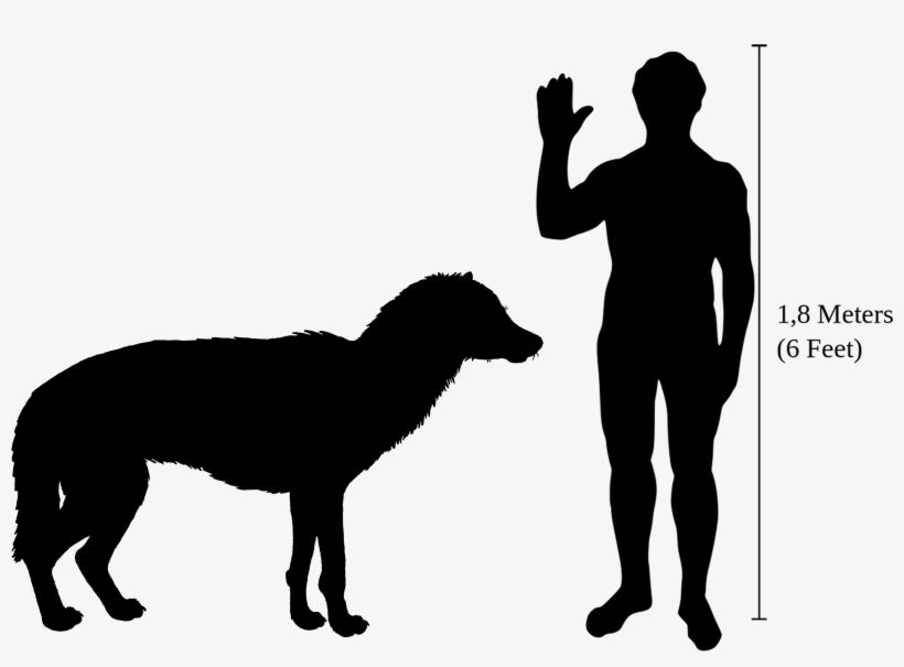 Beringian Wolf Size - Dire Wolf Size, transparent png download