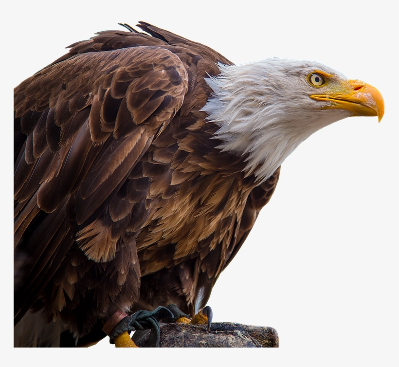 Adler,white Tailed Eagle,bald-eagle,bald Eagle,bill,bird - Орел Png, transparent png download